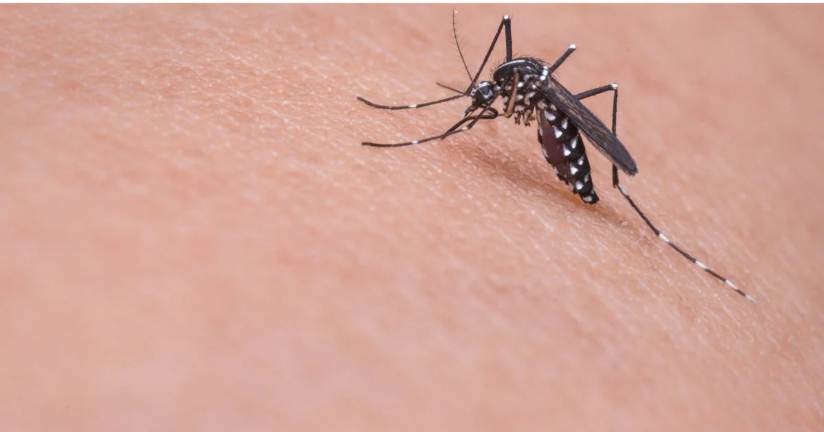 home remedies for mosquito bite