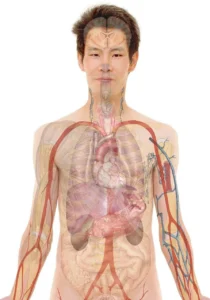 Read more about the article Common Signs of Acidity in the Body You Shouldn’t Ignore