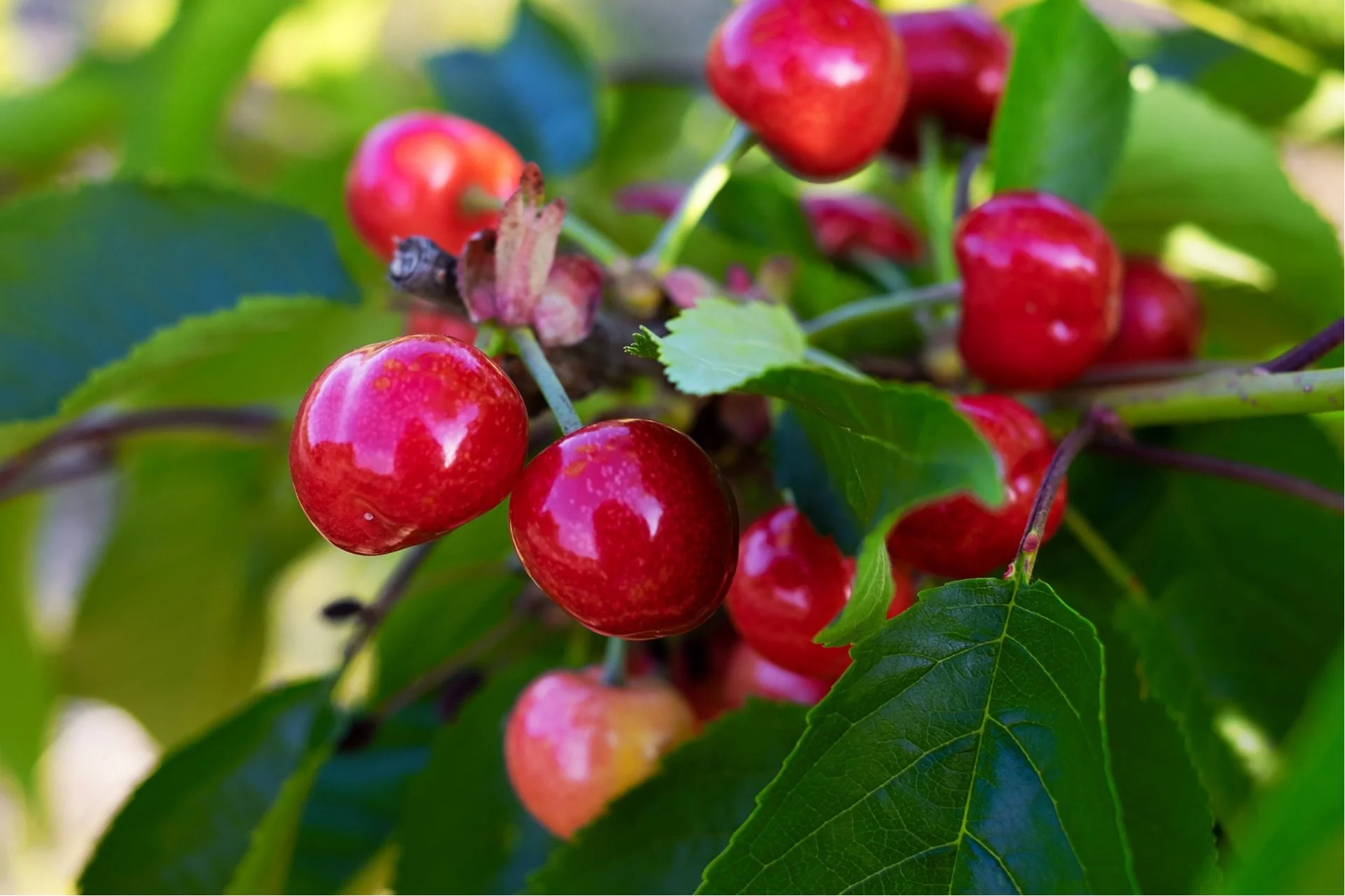 Health Benefits of Rainier Cherries