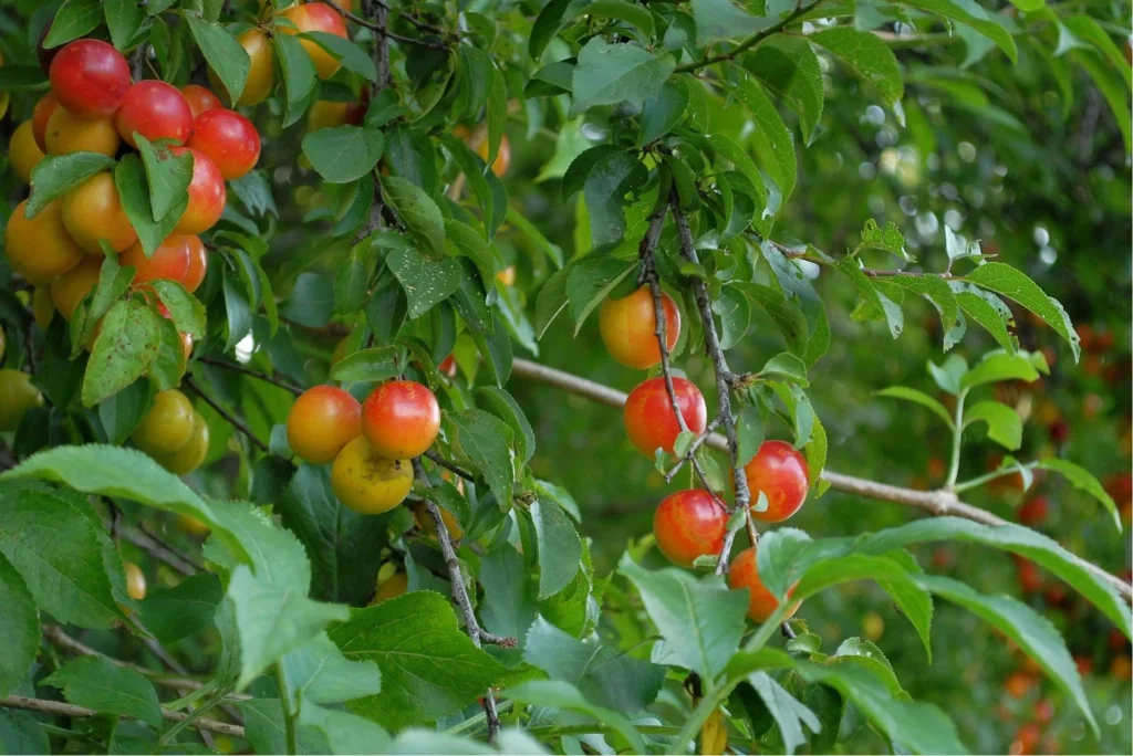 Health Benefits of Cherry Plums