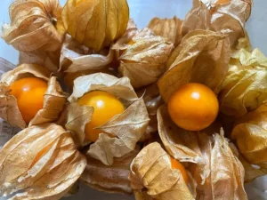 Read more about the article 10 Effective health Benefits of Ground Cherries: A Nutritional Powerhouse