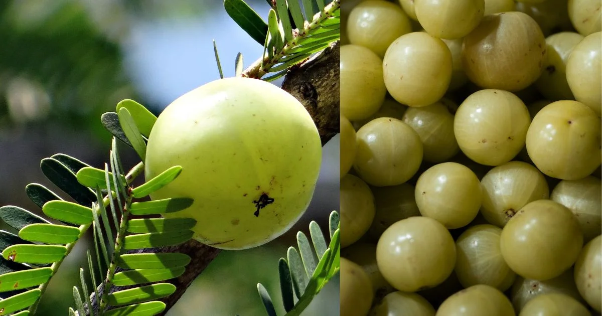 Benefits of Drinking Amla Juice in Empty Stomach